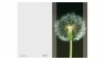 Pusteblume