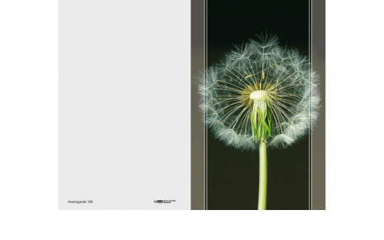 Pusteblume  