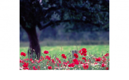 Mohnwiese  